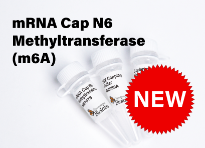 
mRNA Cap N6 Methyltransferase (m6A)
